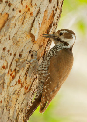 Arizona Woodpecker, female