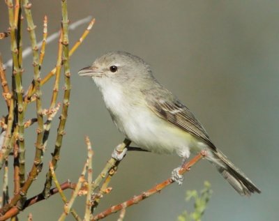 Bell's Vireo, singing male