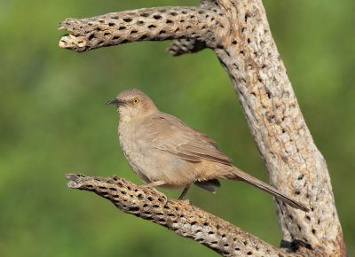 Curve-billed Thrasher