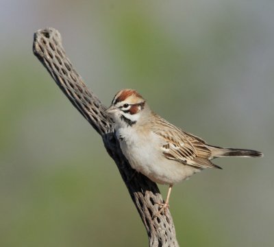 Lark Sparrow