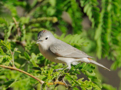 Lucy's Warbler