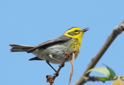 Townsend's Warbler, female