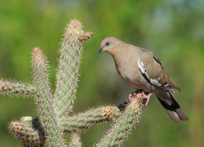 White-winged Dove