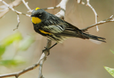 Yellow-rumped Warbler, Audubon's male