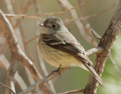 Hammond's Flycatcther (Empidonax A, photo 2)