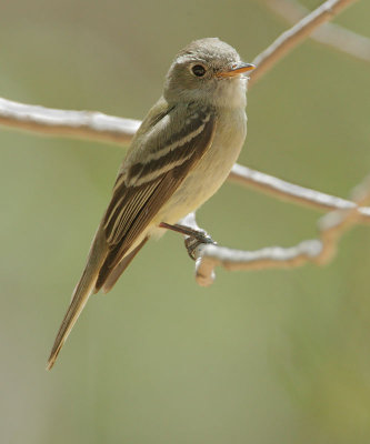 Empidonax sp.  (Empidonax C, photo 1)