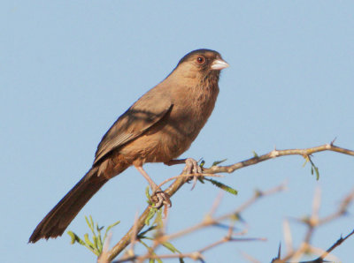 Abert's Towhee