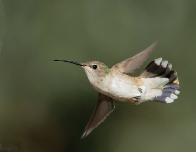 Black-chinned Hummingbird, female