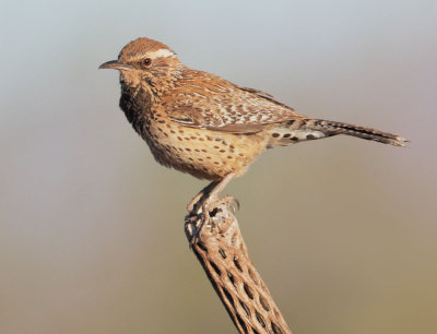 Cactus Wren