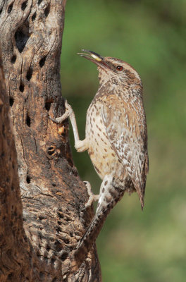 Cactus Wren