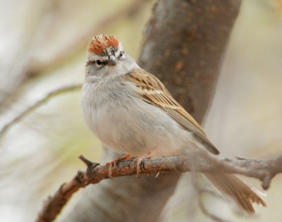 Chipping Sparrow