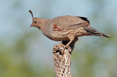 Gambel's Quail, female