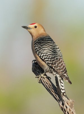 Gila Woodpecker, male