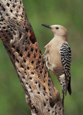 Gila Woodpecker, female