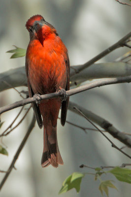 Hepatic Tanager, male