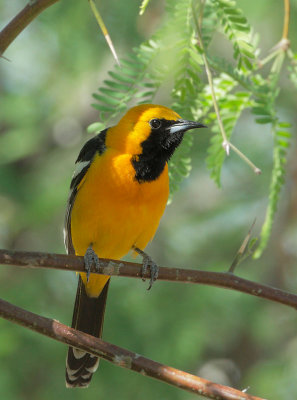 Hooded Oriole, male