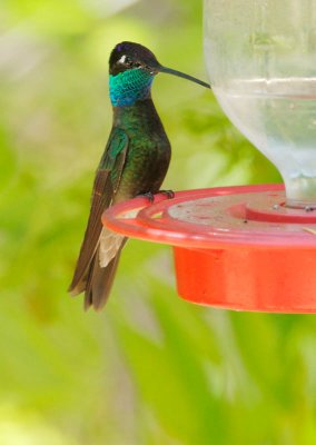 Magnificent Hummingbird, male