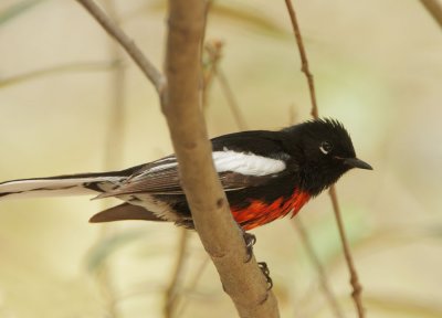 Painted Redstart