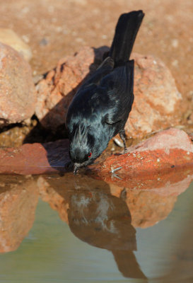 Phainopepla, male