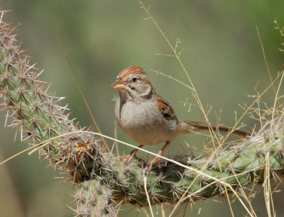 Rufous-winged Sparrow