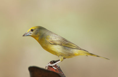 Hepatic Tanager, female