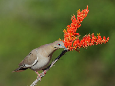 White-winged Dove