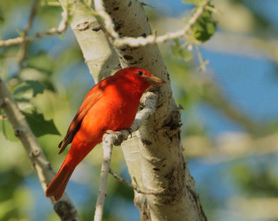 Summer Tanager, male