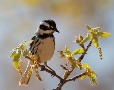 Black-throated Gray Warbler, female