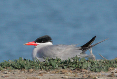 Caspian Tern, on nest