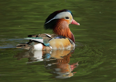 Mandarin Duck, male