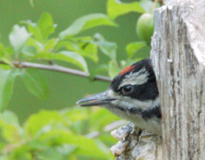 Hairy Woodpecker, nestling