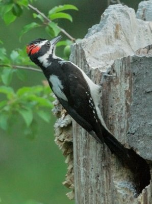 Hairy Woodpecker, male at nest