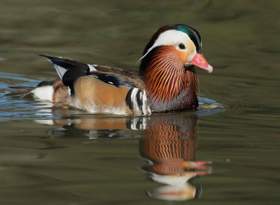 Mandarin Duck, male