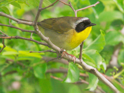 Common Yellowthroat, male