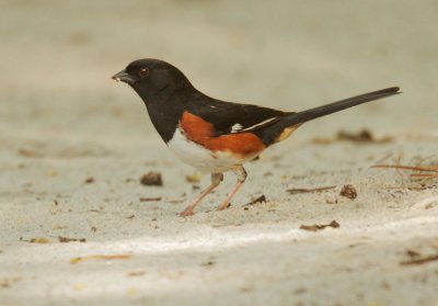 Eastern Towhee, male