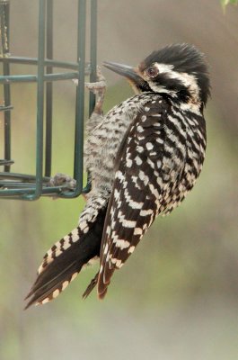 Ladder-backed Woodpecker, female