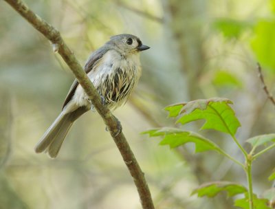 Tufted Titmouse