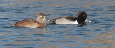 Ring-necked Duck, pair