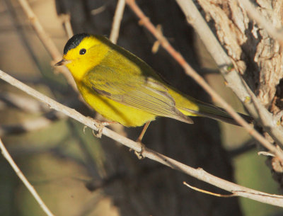 Wilson's Warbler, male