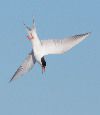 Forsters Tern, diving