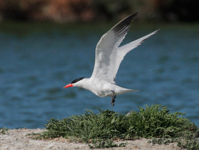Caspian Tern, hovering above nest
