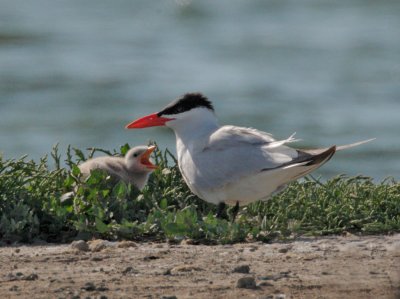 Caspian Terns, adult and downy chick