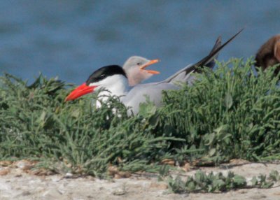 Caspian Terns, adult and downy chick