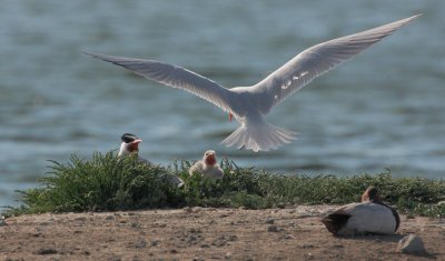 Caspian Tern, adult pair and downy chick