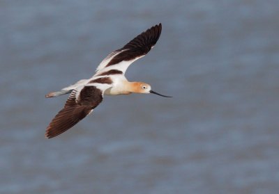 American Avocet, flying