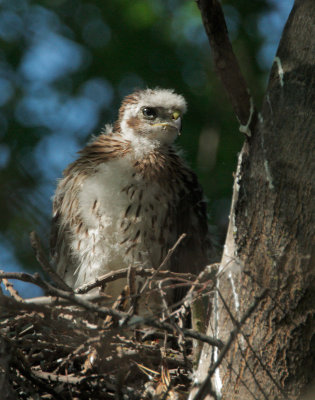 Cooper's Hawk, nestling