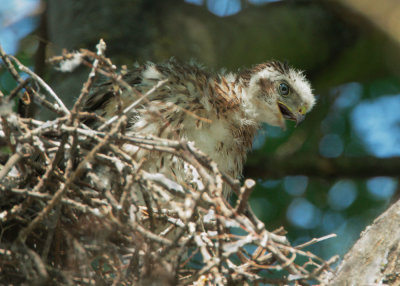 Cooper's Hawk, nestling
