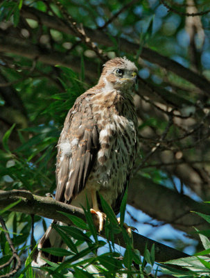 Cooper's Hawk, fledgling