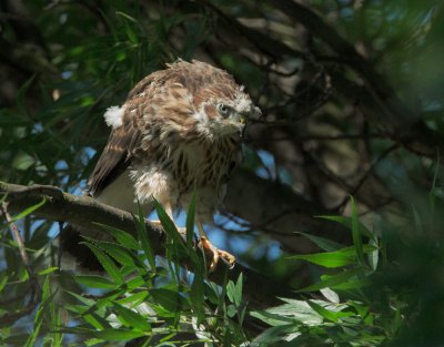 Cooper's Hawk, fledgling