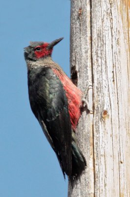 Lewis's Woodpecker, near nest
